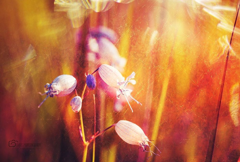 colors of nature
