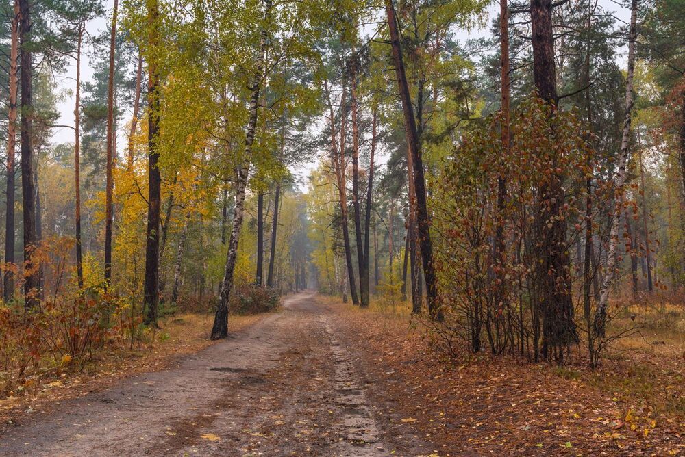 Промокшая осень