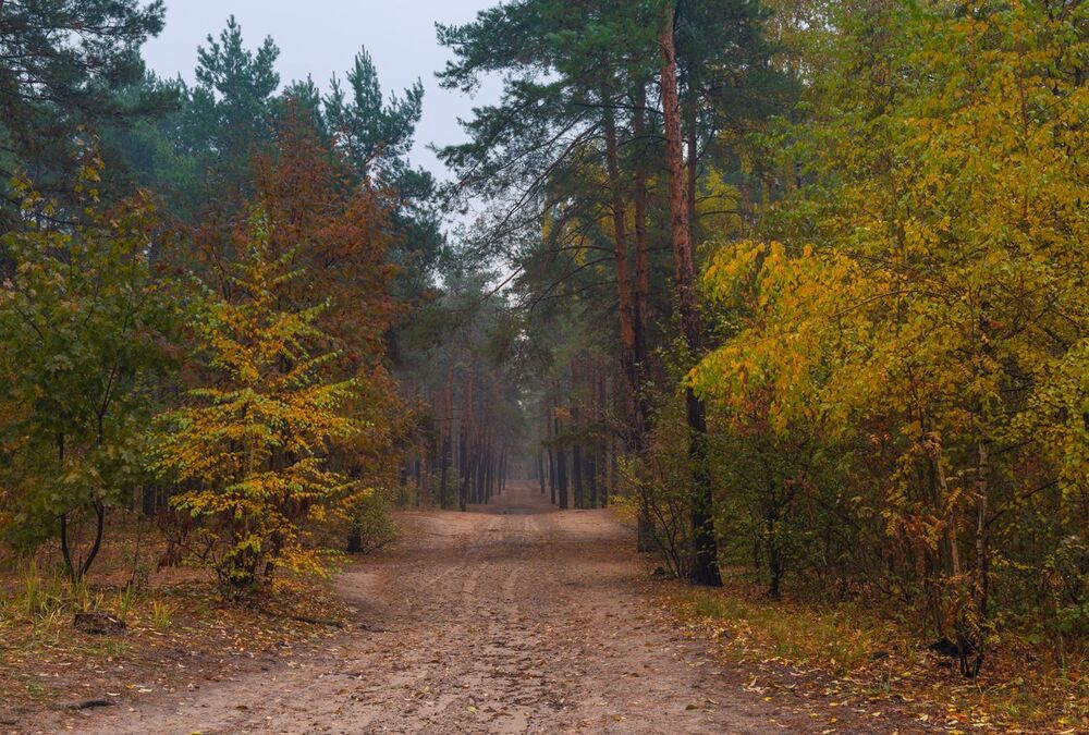 Промокшая осень