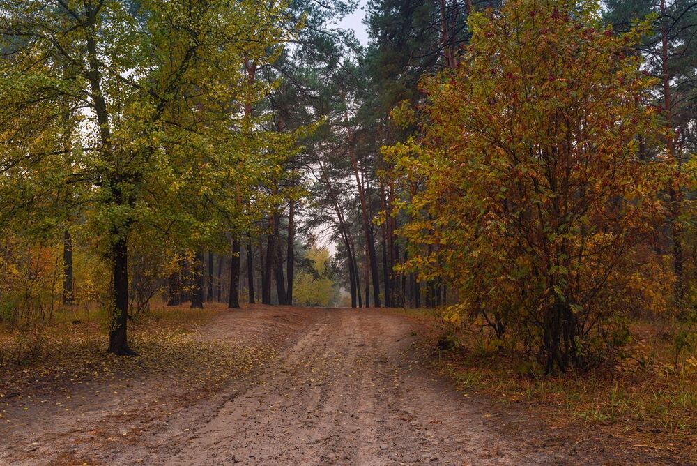 Промокшая осень