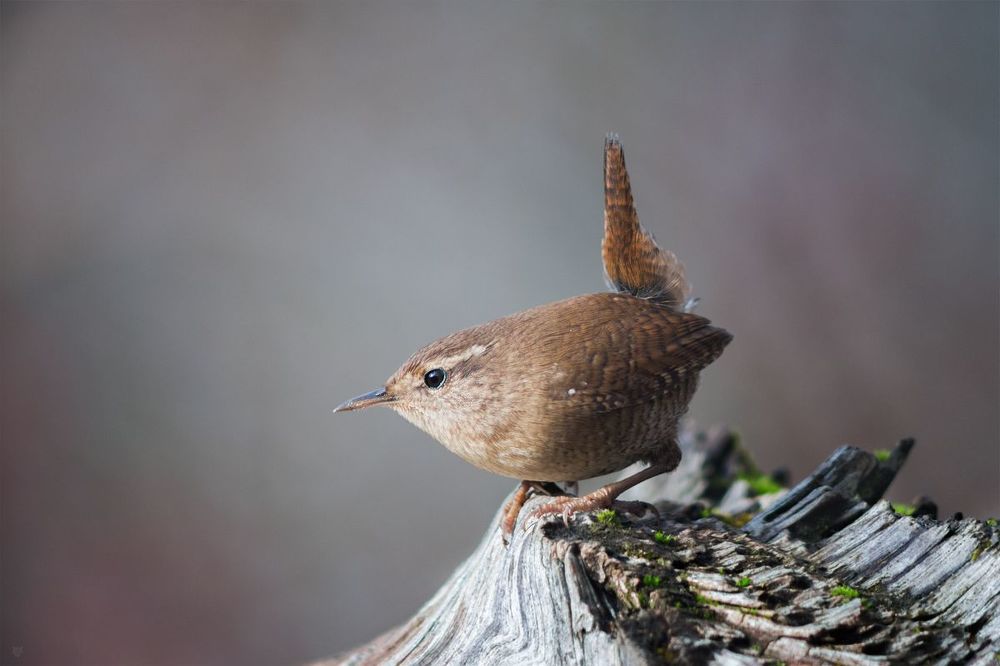 Eurasian wren II