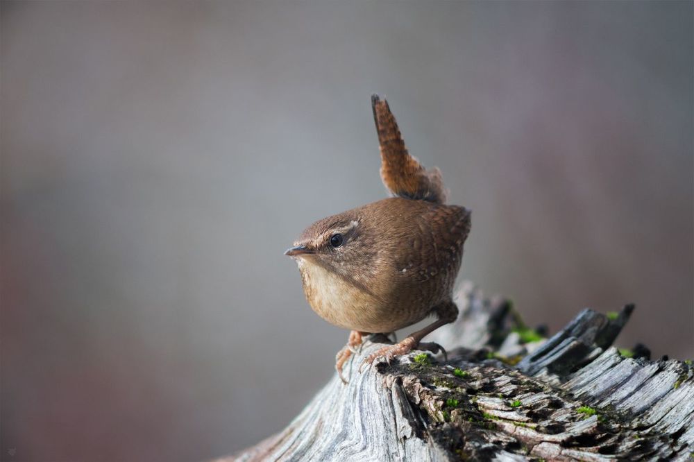 Eurasian wren III
