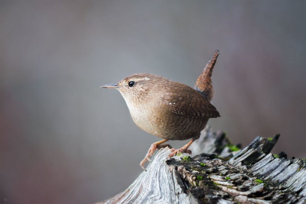 Eurasian wren IV