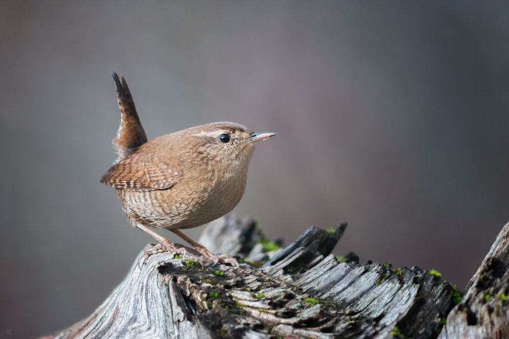 Eurasian wren V