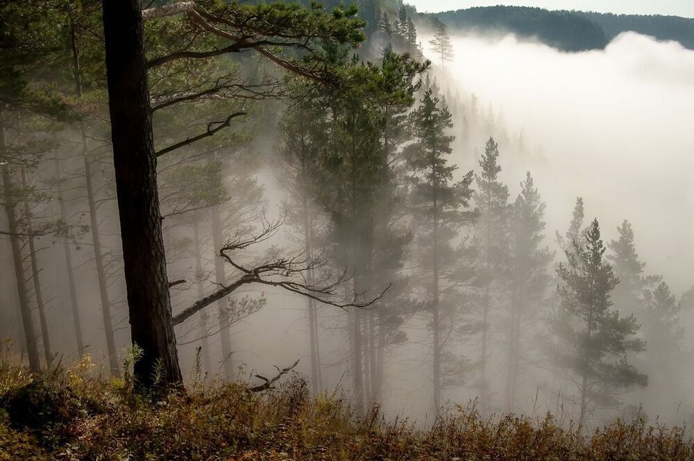 В нежной пелене тумана.