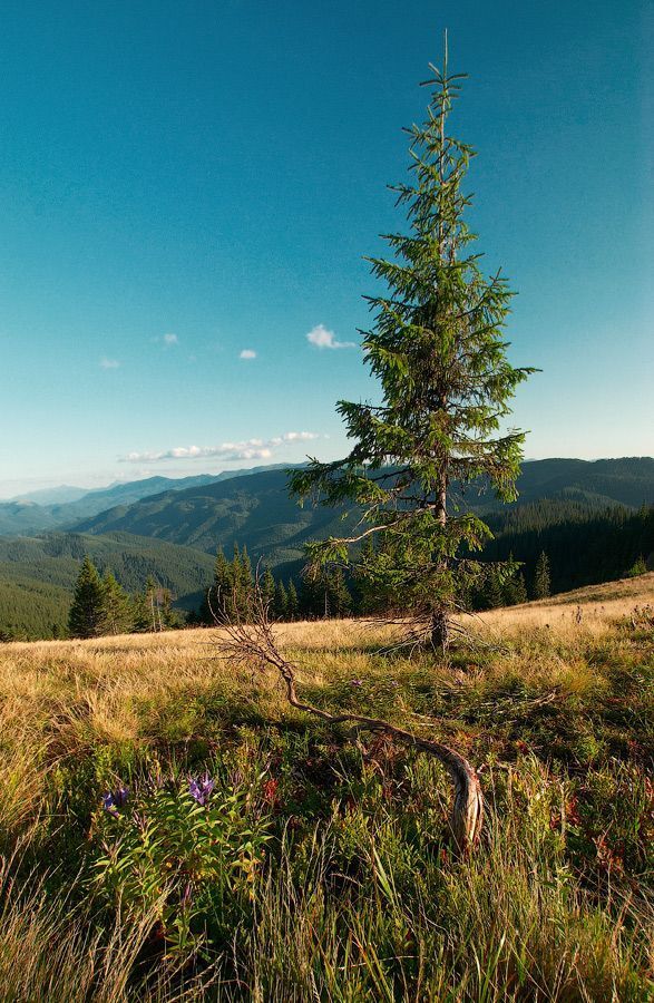 О Карпатах