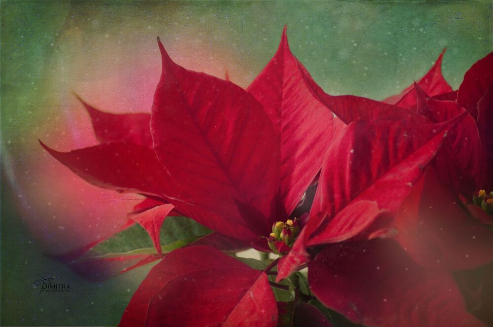 Christmas time 