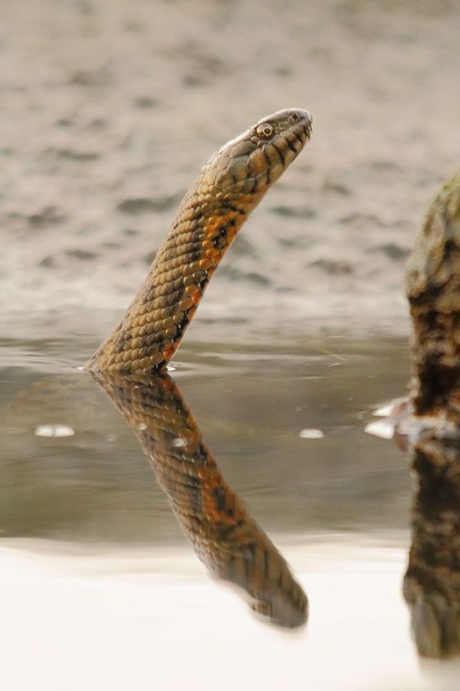 водяной уж