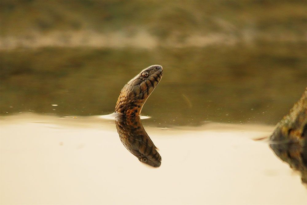 водяной уж