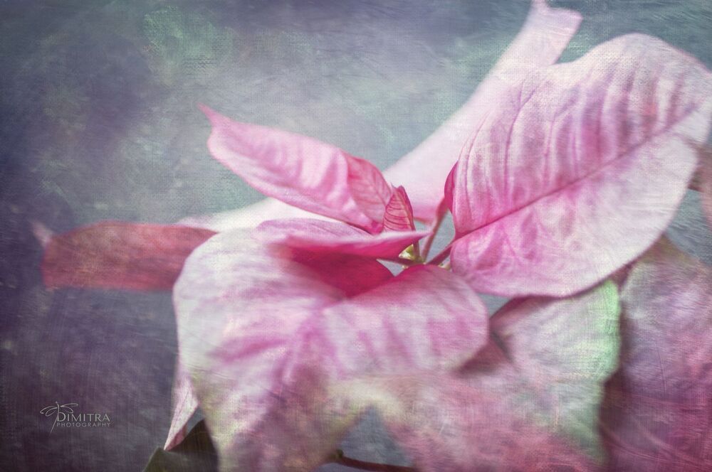 Winter beauty 