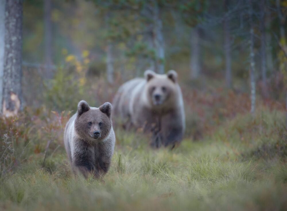 Northern nature