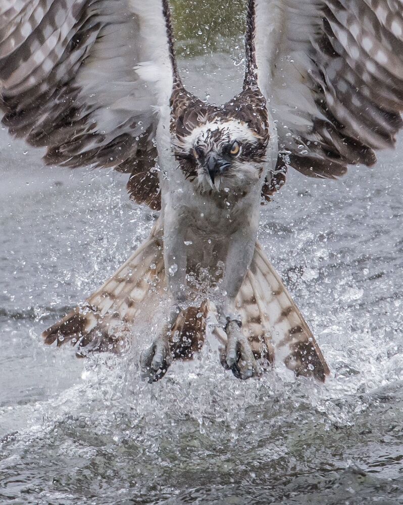 Northern nature