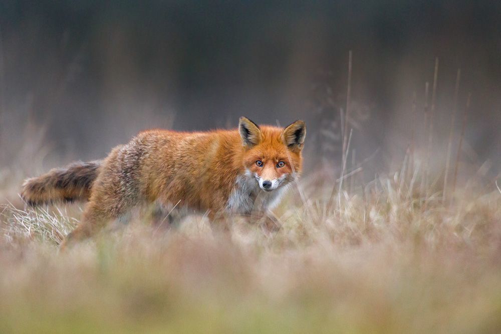 Fox