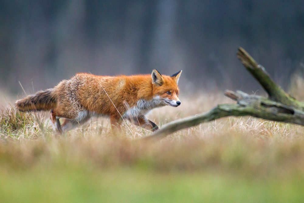 Fox