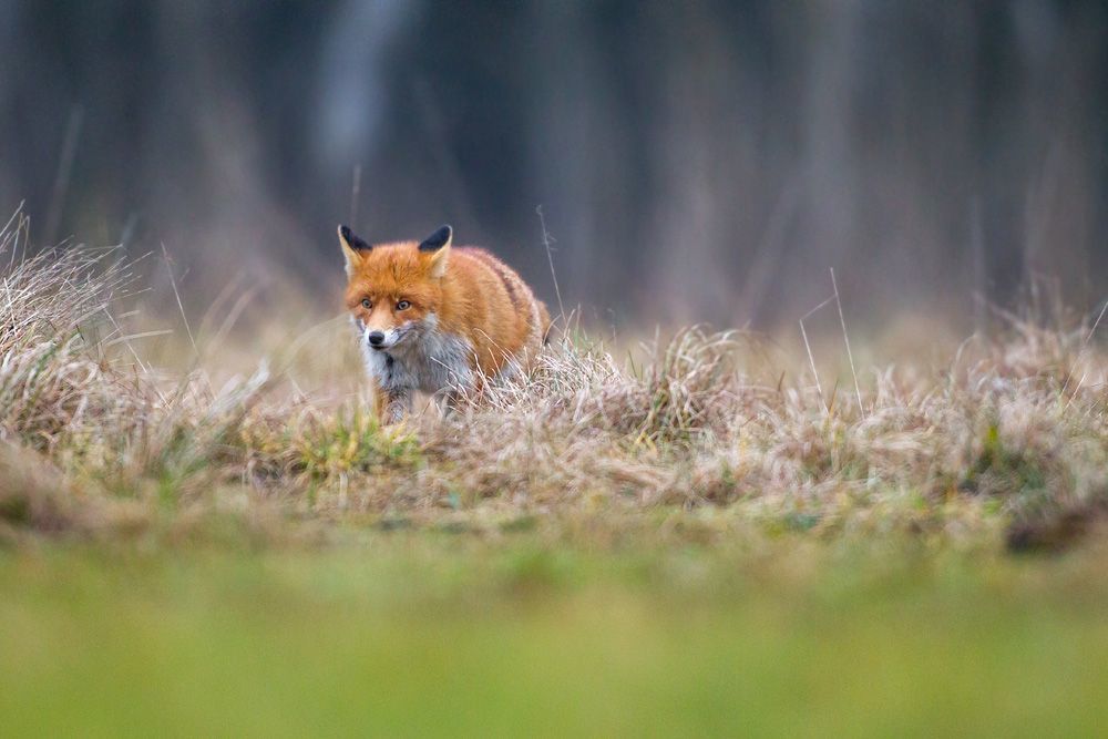 Fox