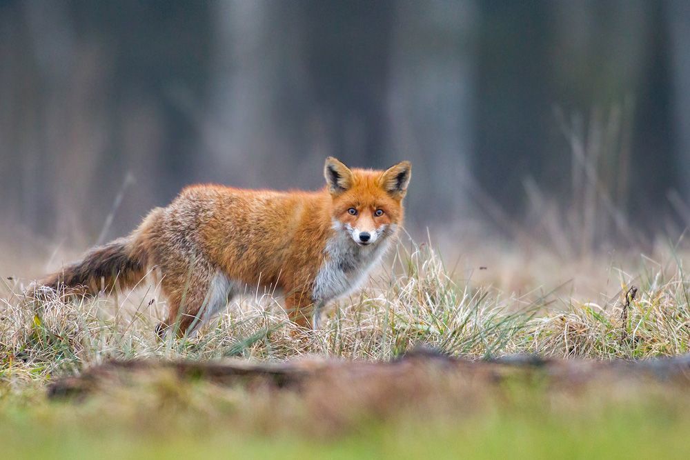 Fox