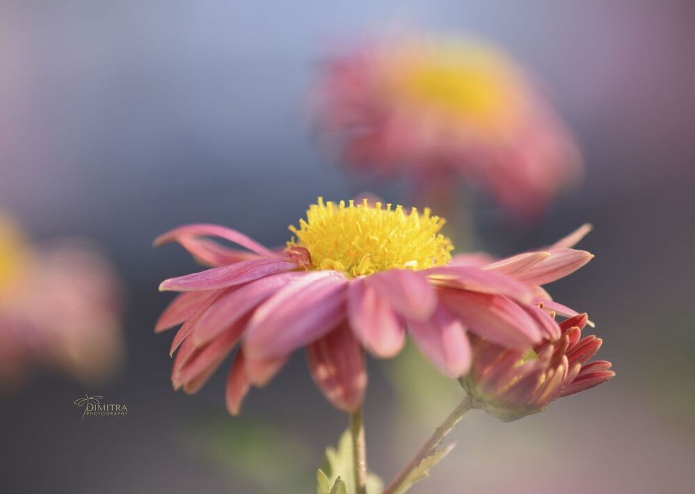 Pretty in pink 
