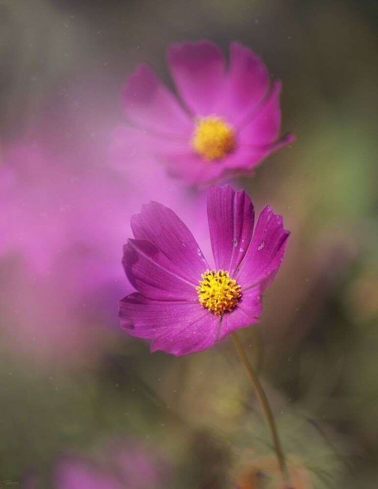 Pretty in pink 