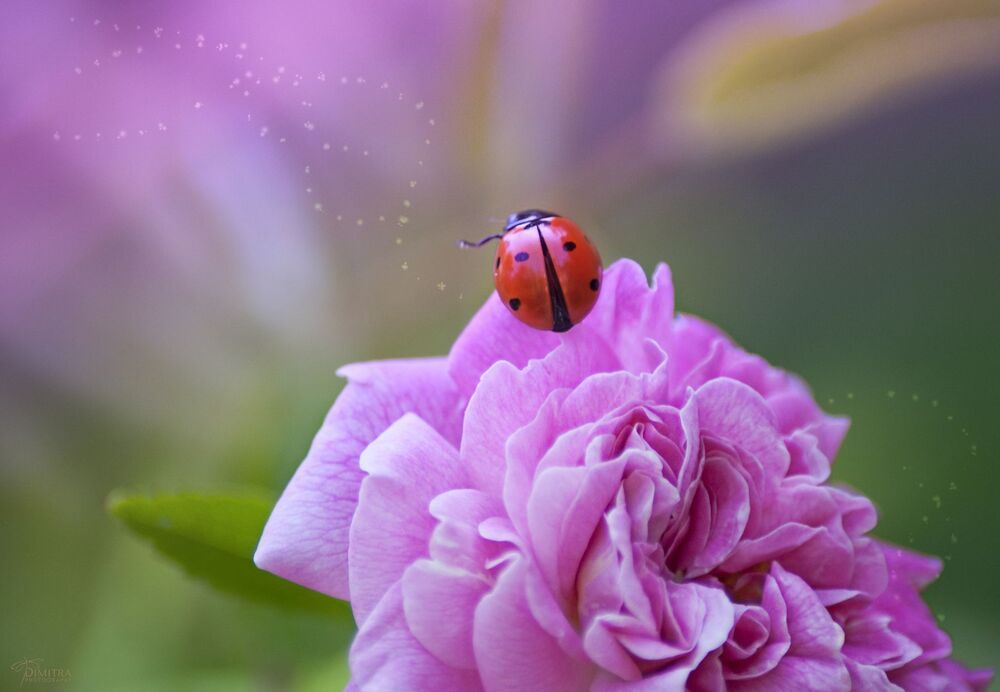 Pretty in pink 