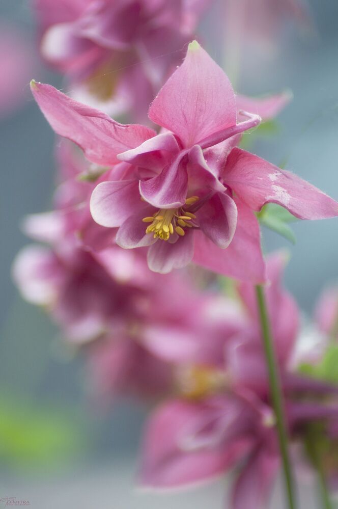 Pretty in pink 