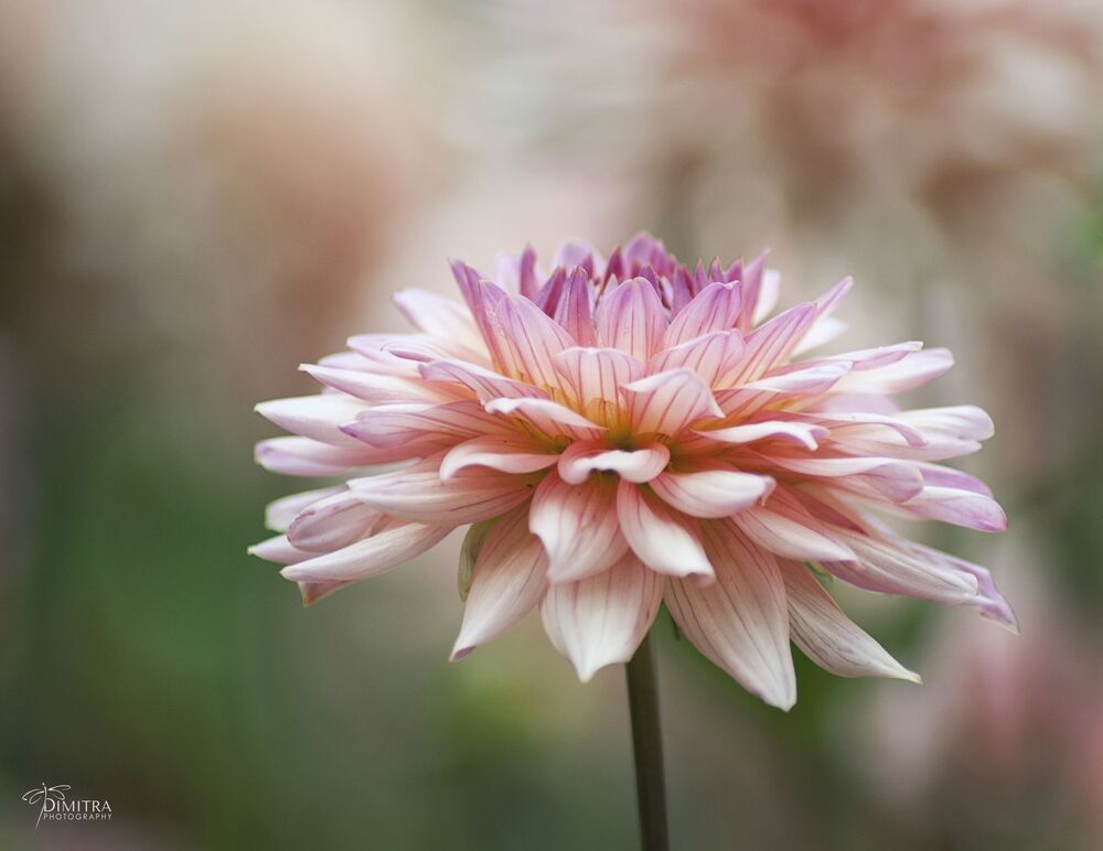 Pretty in pink 