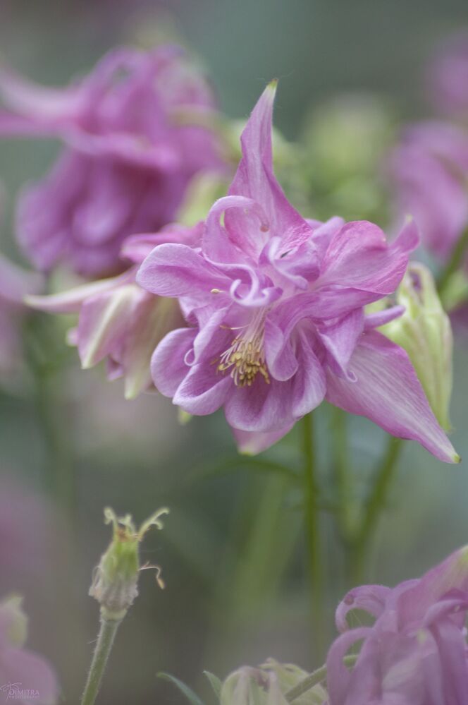 Pretty in pink 