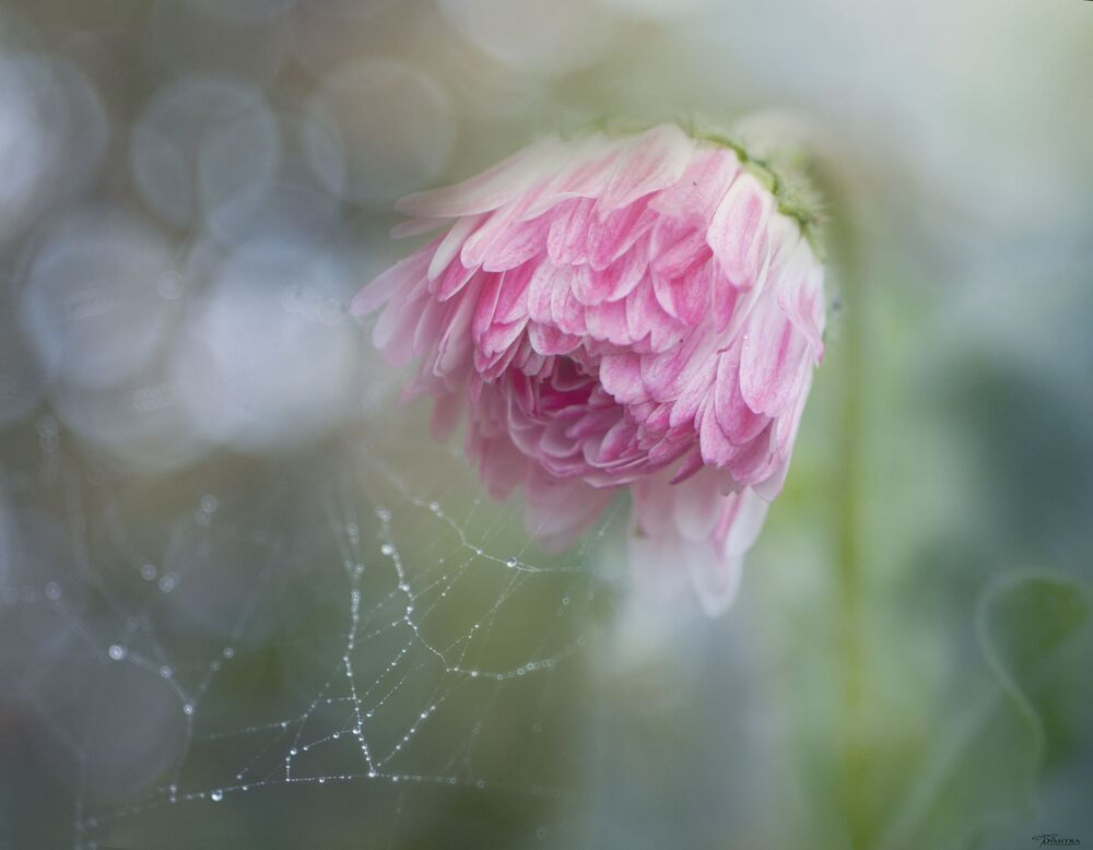 Pretty in pink 