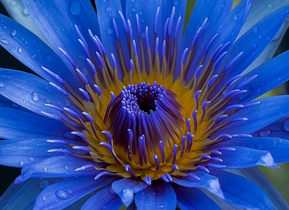 Macro photography