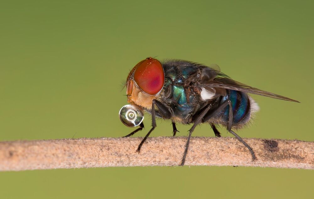Macro photography