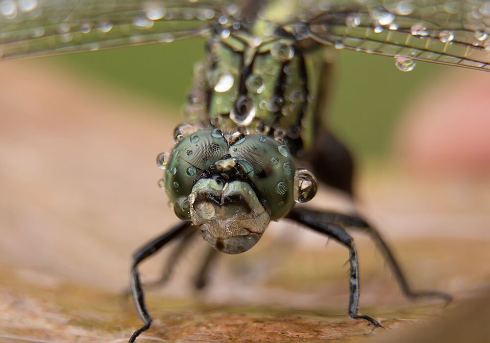 Macro photography