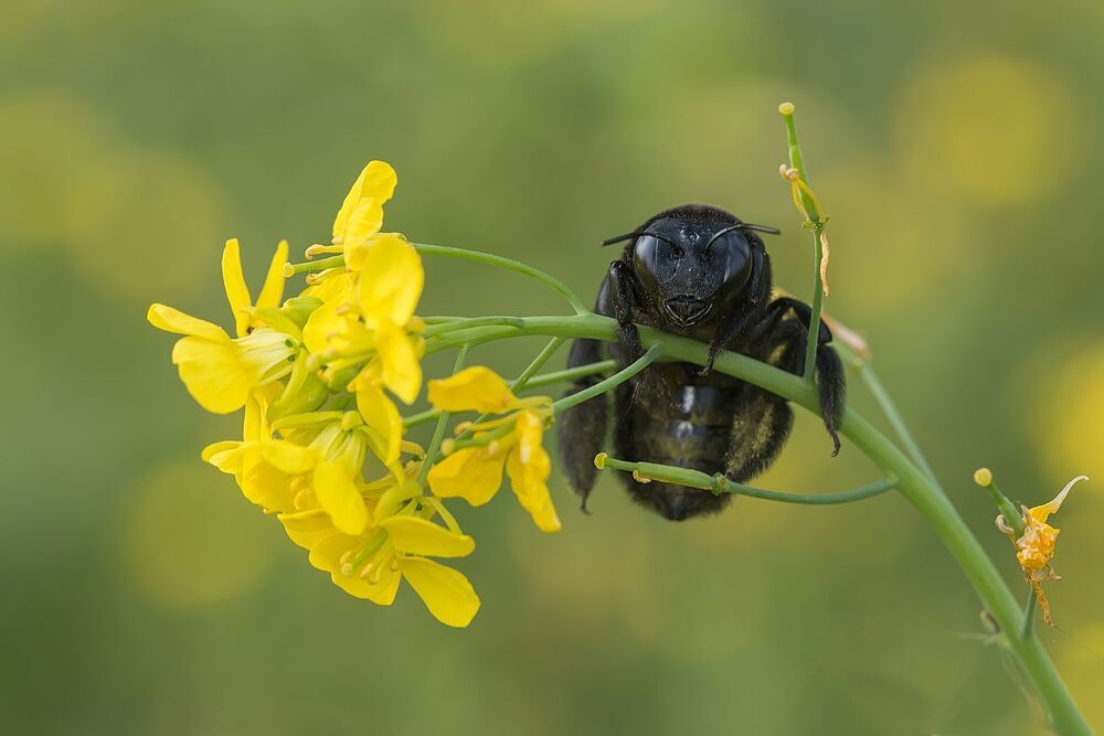 Macro photography