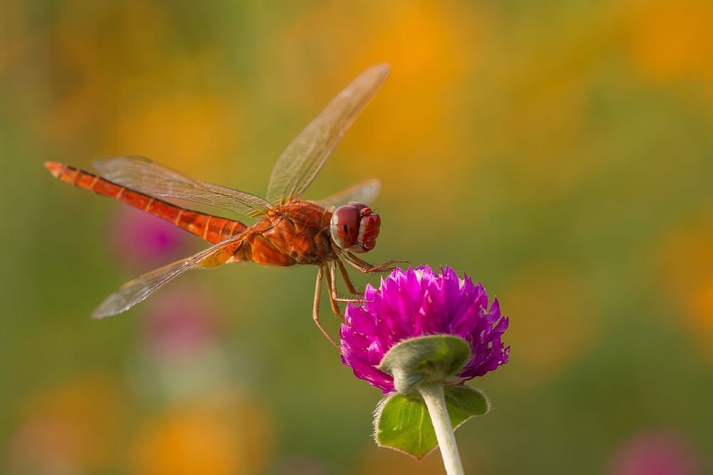 Macro photography