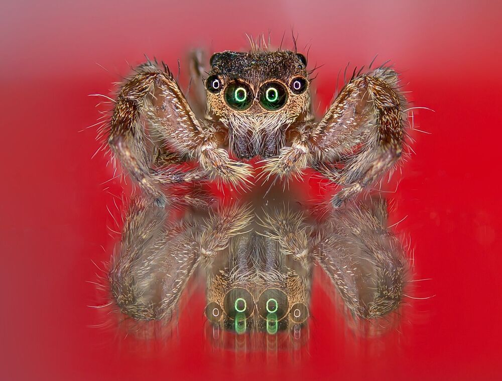 Macro photography