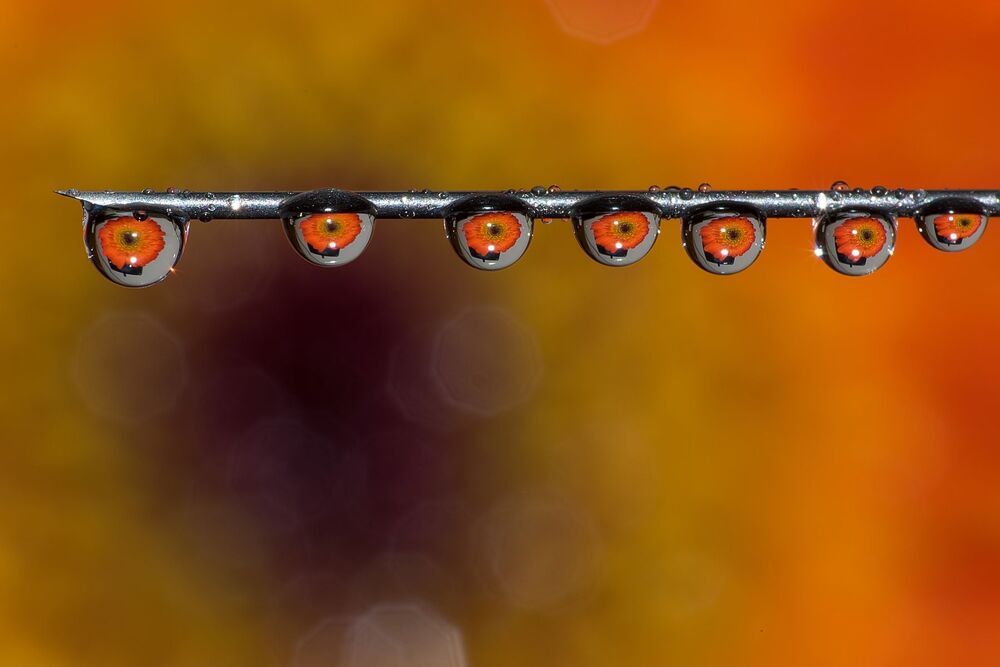 Macro photography