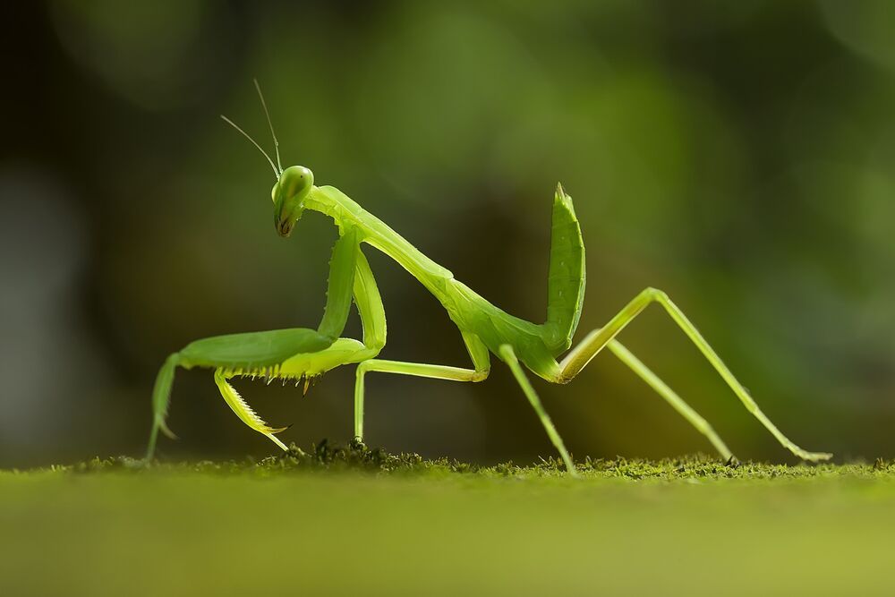 Macro photography