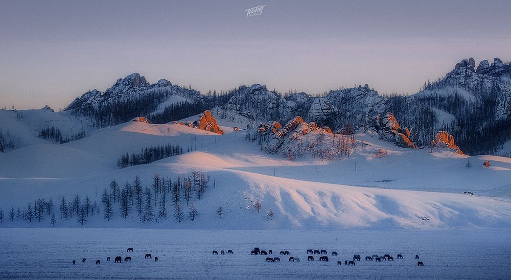 Winters of Mongolia