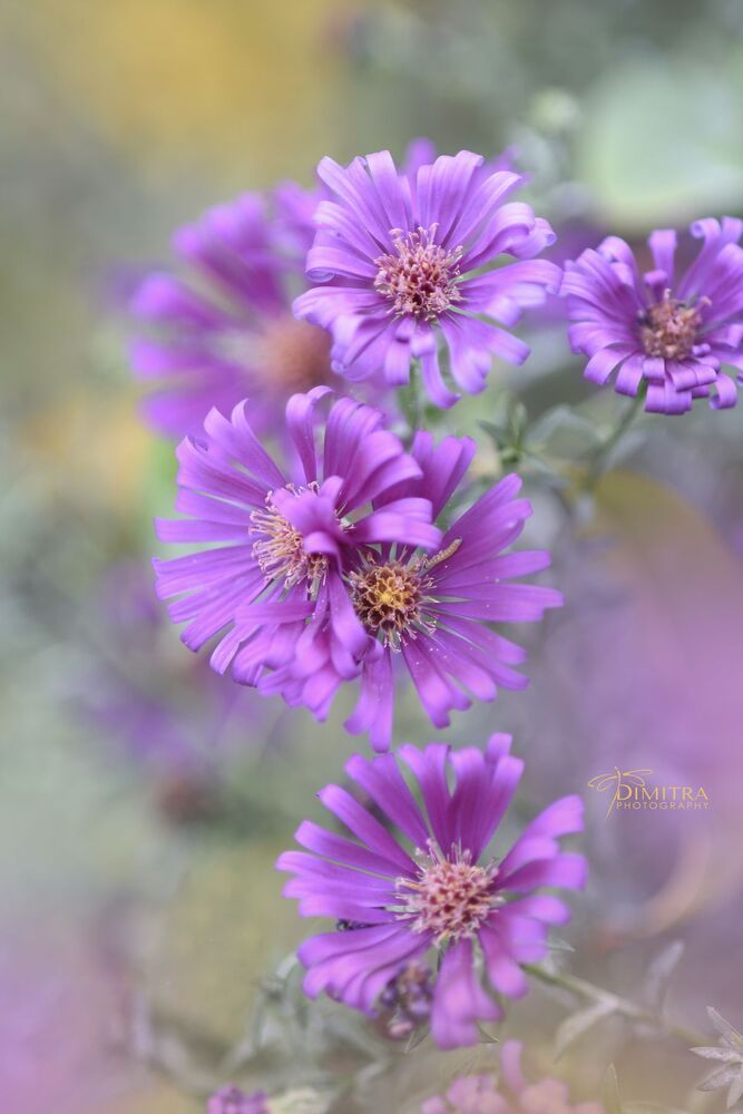 Purple dream 