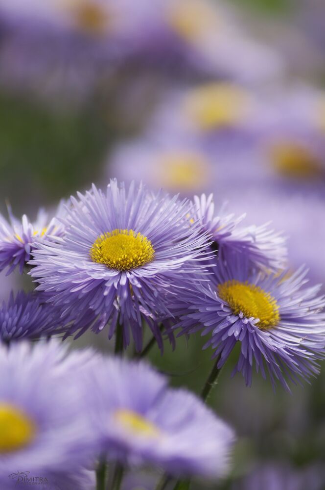 Purple dream 