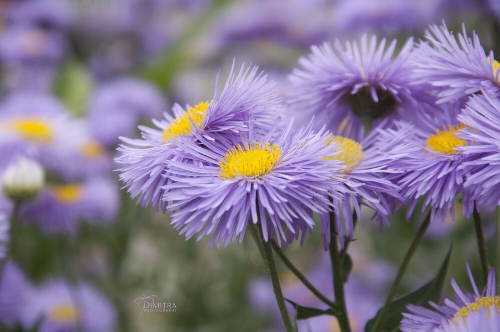Purple dream 
