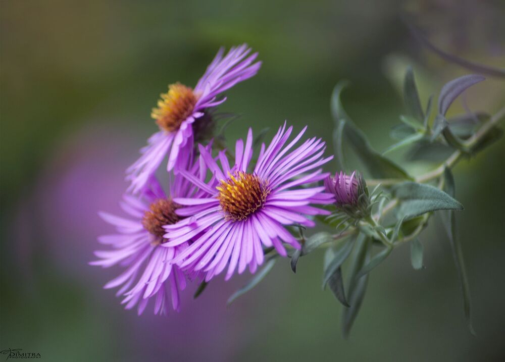 Purple dream 