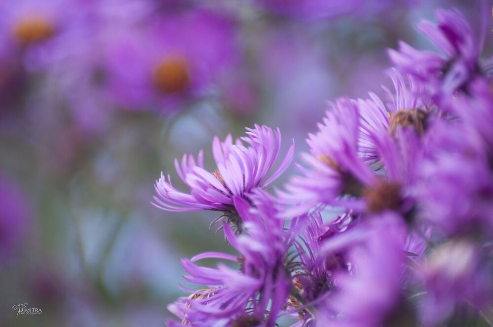 Purple dream 