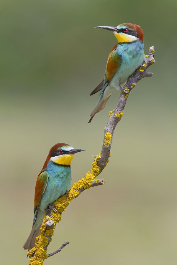 Wildlife