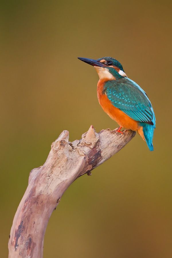 Wildlife