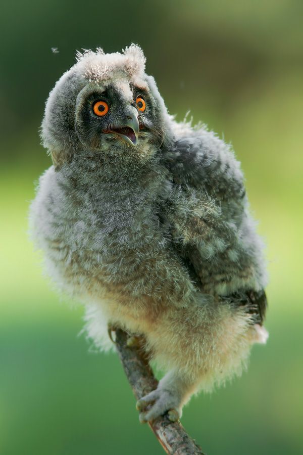 Wildlife