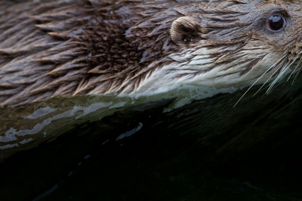 Wildlife