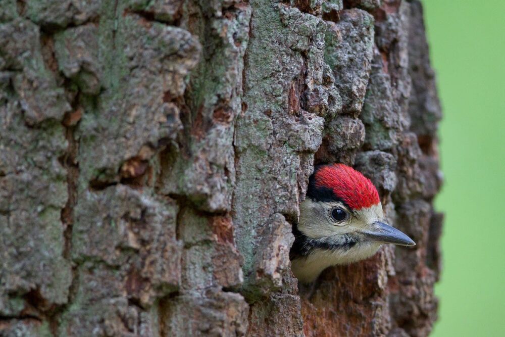Wildlife