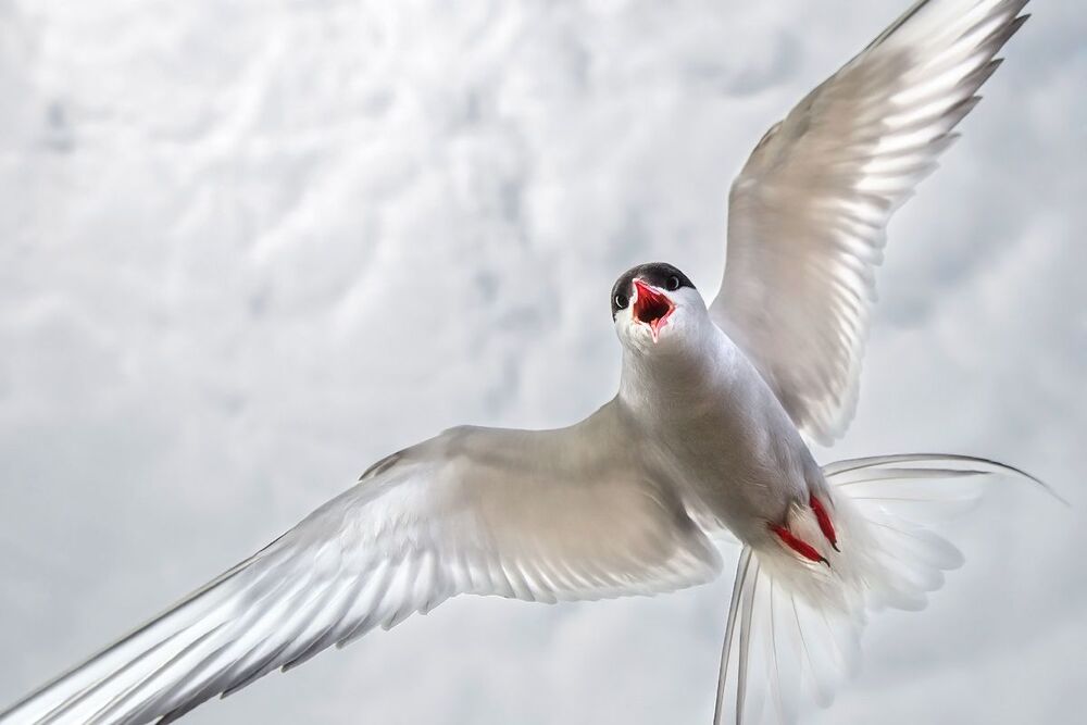 Wildlife