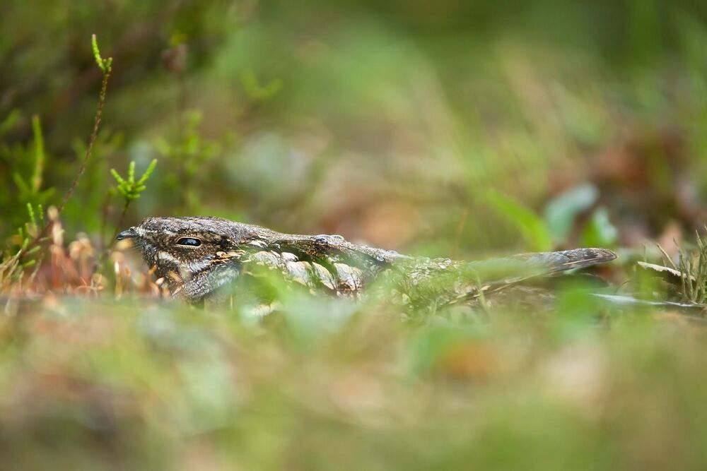 Wildlife