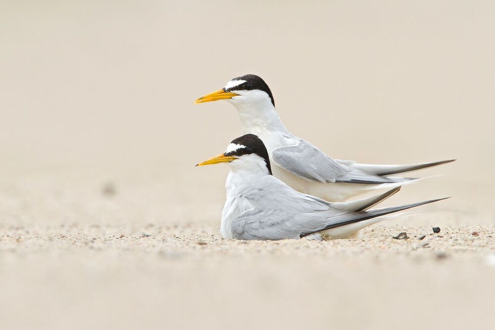 Wildlife