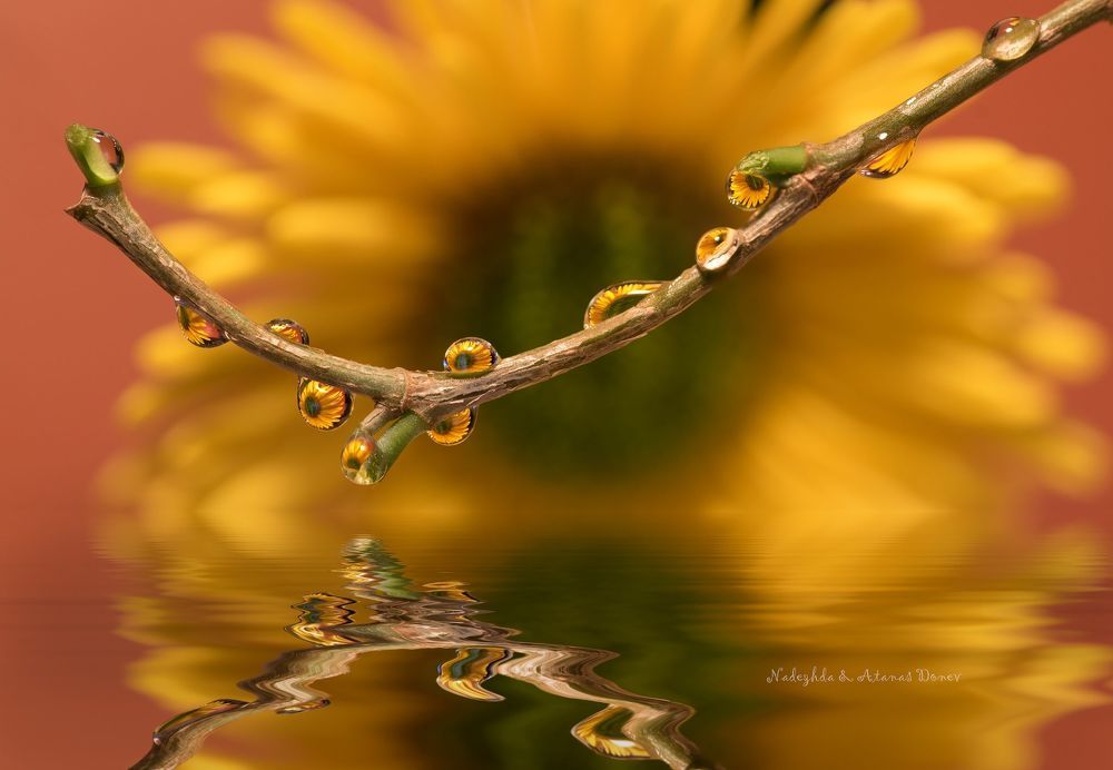 Atanas Donev photos